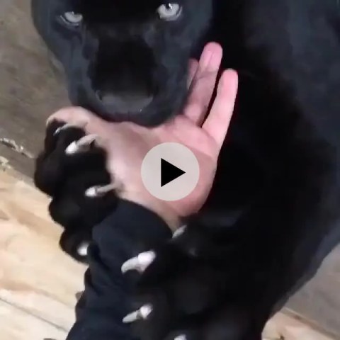 진짜 심장 아픈 쭙쭙이 고양이