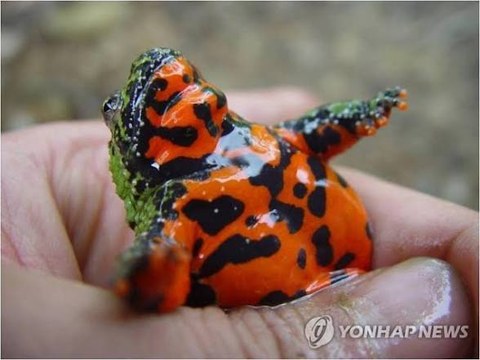 우리 집 개구리 평균 수명은 얼마나 될까?