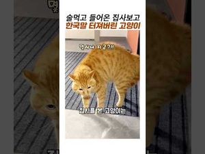 새벽에 술 먹고 들어온 집사 마주친 고양이 반응